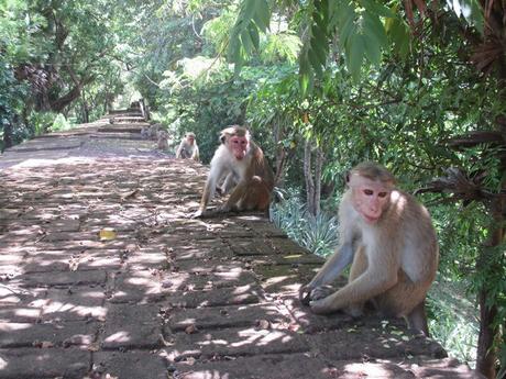 singes Polonnaruwa