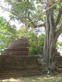 Sri Lanka, Polonnaruwa: à la découverte des grands Bouddhas