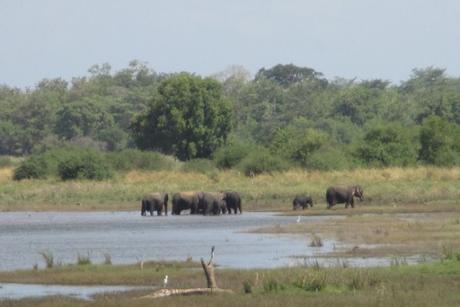 éléphants parc national Minneriya