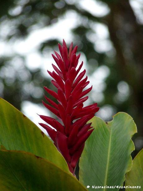 Akaka Falls State Park, Big Island, Hawaii - 2010