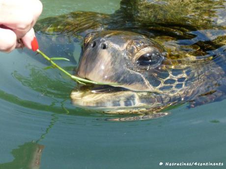 Baignade avec les tortues, Hilo, Big Island, Hawaii - 2010