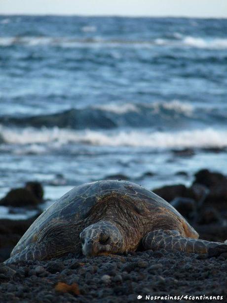 tortue-sablenoir