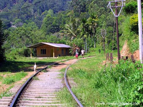 Pourquoi il faut visiter Ella au Sri Lanka (ou frôler une mort en direct)