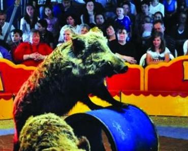 Nigloland : Attraction à sensation annoncée pour 2016
