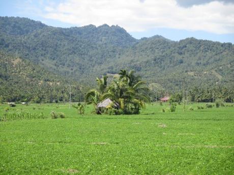 rizière nord Lombok