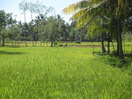 rizières sud de Lombok
