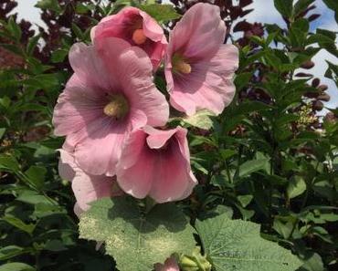 Flower Power #10