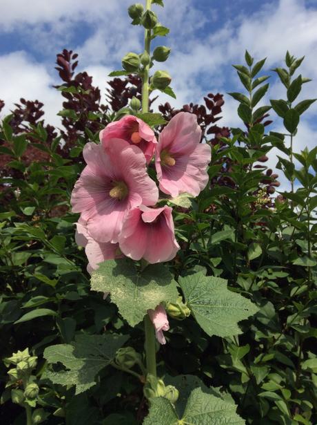 Flower Power #10