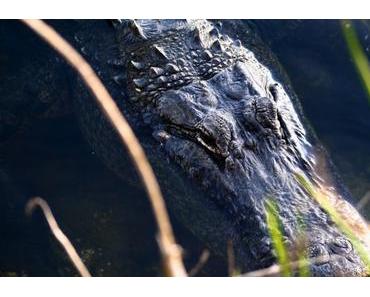 Le Parc des Everglades en Floride