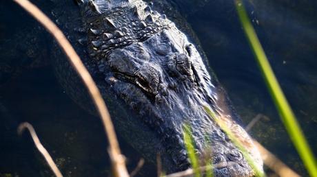 Les Everglades, Floride