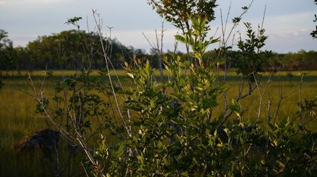 Les Everglades, Floride