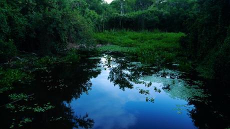 Les Everglades, Floride