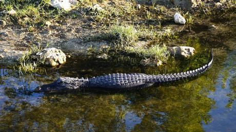 Les Everglades, Floride