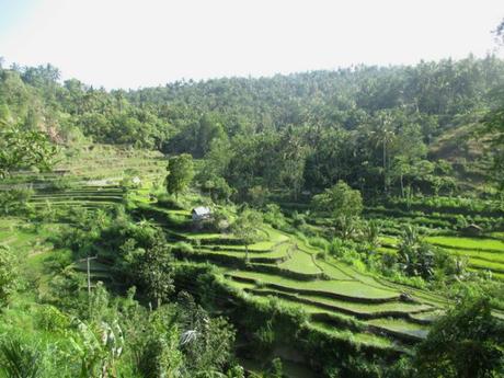 rizières est Bali