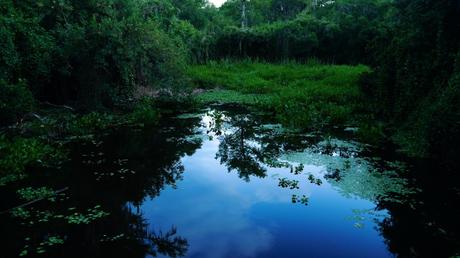 En balade dans les Everglades