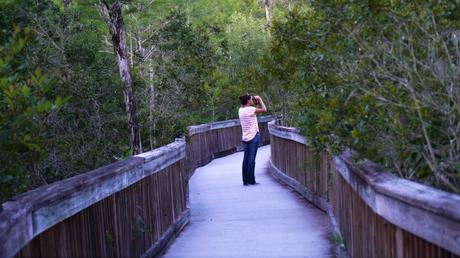 En balade dans les Everglades