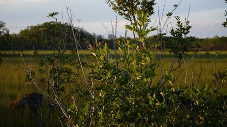 En balade dans les Everglades