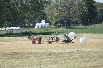 le travail au champ des Amish