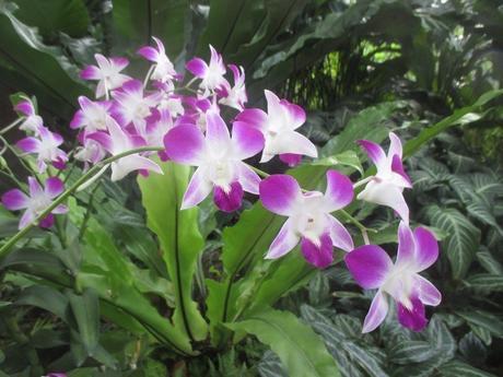 orchidée National Orchid Garden