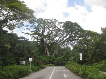 jardin botanique Singapour