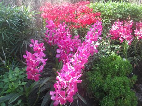 orchidée National Orchid Garden