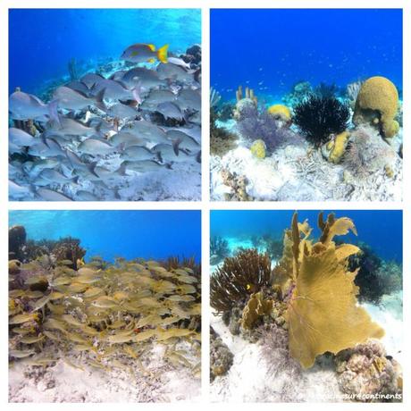 Plongez avec moi dans le sanctuaire marin de l’île de Bonaire… Les fonds marins colorés de Klein Bonaire - 2011 (crédit photo : Woodwing Bonaire)