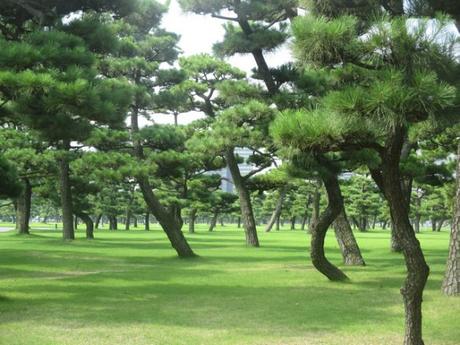 arbres de l'esplanade Tokyo