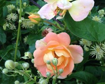 Flower Power #12