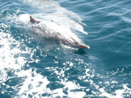 Une excursion en boutre dans la région des fjords d’Arabie Les dauphins de Musandam viennent nous saluer