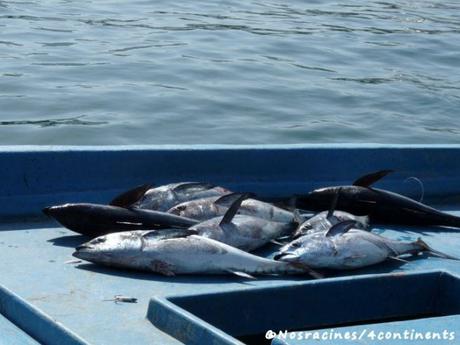 Une excursion en boutre dans la région des fjords d’Arabie Les pêcheurs nous montrent leurs récentes prises, Port de Khasab
