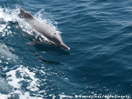 Une excursion en boutre dans la région des fjords d’Arabie Les dauphins de Musandam viennent nous saluer
