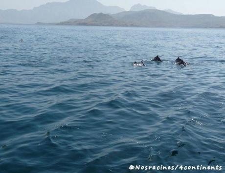 Une excursion en boutre dans la région des fjords d’Arabie Les dauphins de Musandam viennent nous saluer