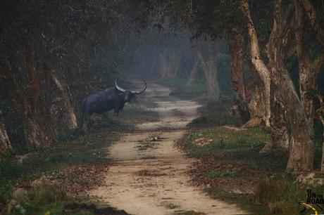 Un buffle dans le parc de Brahmaputra