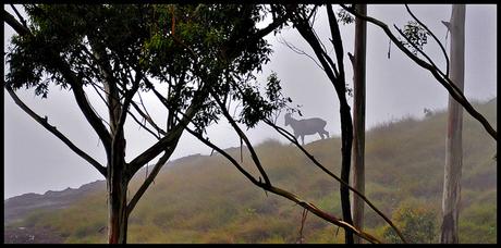 Le Nilgiri Tahr dans le parc Eravikulam