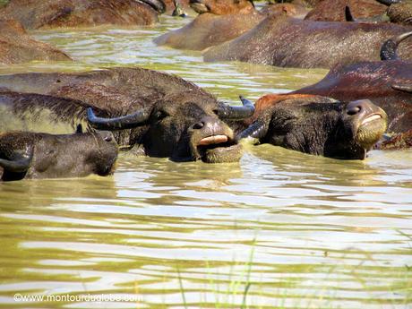 Un safari à Uda Walawe