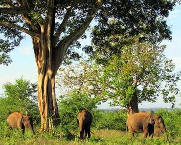 Un safari à Uda Walawe