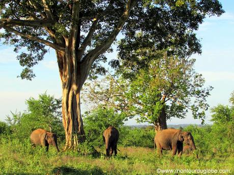 Un safari à Uda Walawe