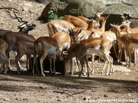 Des cerfs et des antilopes en liberté, réserve zoologique de Sauvage