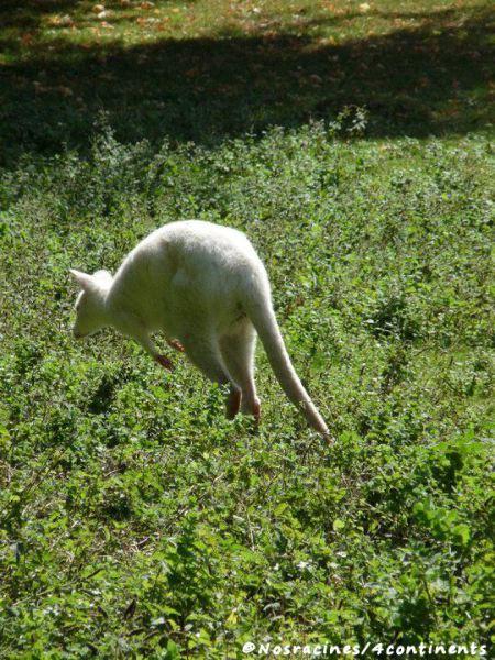 Un kangourou albinos... Surprenant!