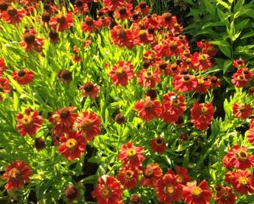 Flower Power #16