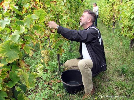 Vin nouveau, pinot et un peu de raisin