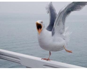 A seagull story