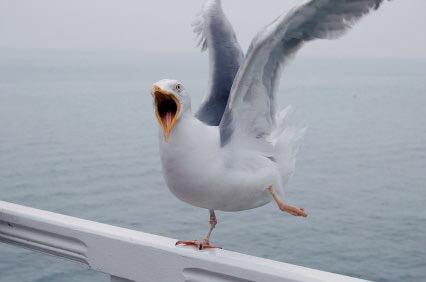 A seagull story