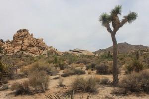 Joshua tree dans le désert