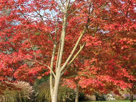 Autumn walk