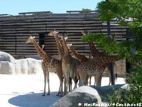 Les girafes du Parc Zoologique de Paris