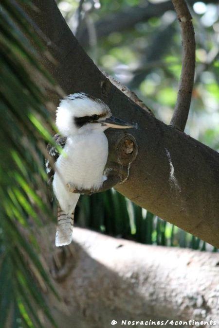 Un Kookaburra, un oiseau que l'on rencontre fréquemment à Sydney