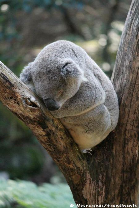 Un koala qui pratique son activité préférée : la sieste