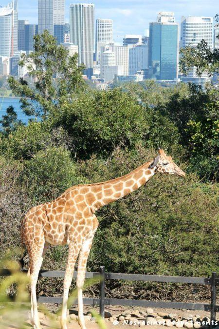 Les girafes de Taronga Zoo
