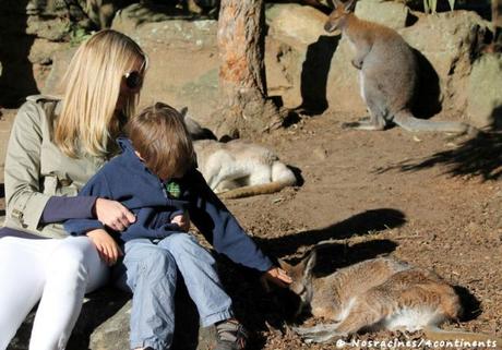 Moments tendres avec les wallabies du Taronga Zoo